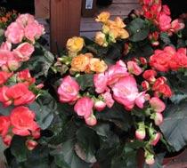Flowering-Begonias-B.jpg