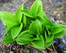 Flowering-Plants-1-s.jpg