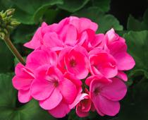 Flowering-Plants-3-s.jpg