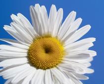 Flowering-Plants-4-s.jpg
