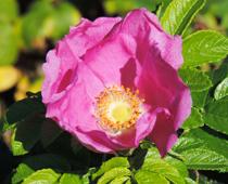 Flowering-Plants-6-s.jpg