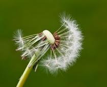 Flowering-Plants-7-s.jpg