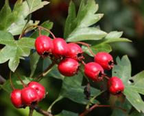 Flowering-Plants-8-s.jpg