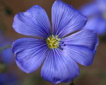 Flowers-1-s.jpg
