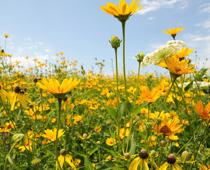 Flowers-10-s.jpg