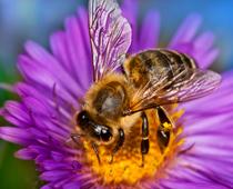 Flowers-2-s.jpg