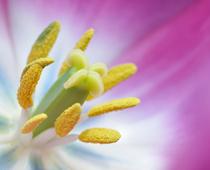 Flowers-3-s.jpg