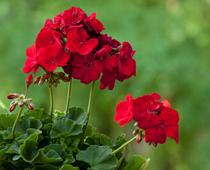 Flowers-8-s.jpg