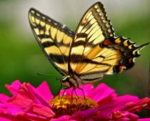 Flowers-9-s.jpg