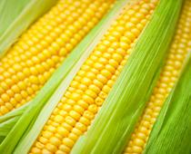 Food-For-Everyone-3-s.jpg