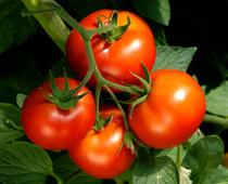 Food-from-plants-1-s.jpg