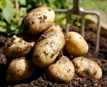 Food-from-plants-2-s.jpg