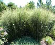 Fountain-Grass-B.jpg