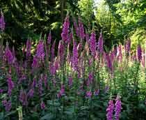 Foxglove-B.jpg