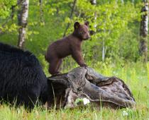 Friends-Bear-B.jpg