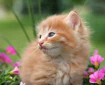 Friends-Cat-B.jpg