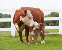 Friends-Cow-B.jpg