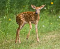 Friends-Deer-B.jpg