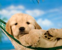 Friends-Dog-B.jpg