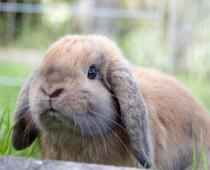 Friends-Rabbit-B.jpg