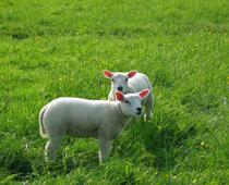 Friends-Sheep-B.jpg