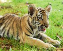 Friends-Tiger-B.jpg