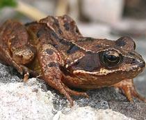Frog-B.jpg