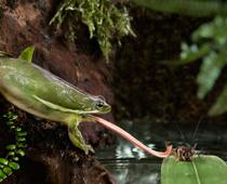 Frogs-10-s.jpg
