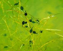 Frogs-3-s.jpg