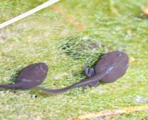 Frogs-4-s.jpg