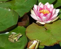 Frogs-6-s.jpg