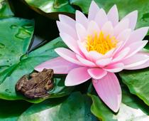 Frogs-7-s.jpg