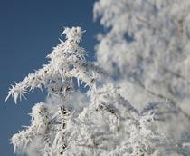 Frost-B.jpg