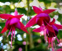 Fuchsia-B.jpg