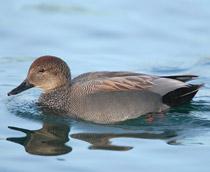 Gadwall-B.jpg
