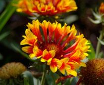 Gaillardia-B.jpg