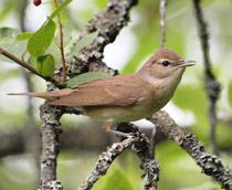 Garden-Warbler-B.jpg