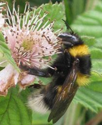 Garden-bumblebee-B.jpg