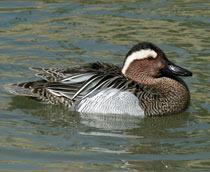 Garganey-B.jpg