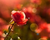 Gd-1-W-Opinion-Piece-Q9-B.jpg