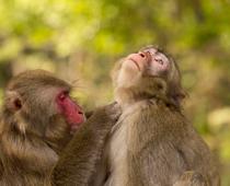 Gd1-RI-Monkey-Facts-Q10-B.jpg