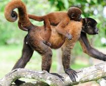 Gd1-RI-Monkey-Facts-Q4-B.jpg