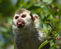 Gd1-RI-Monkey-Facts-Q6-B.jpg