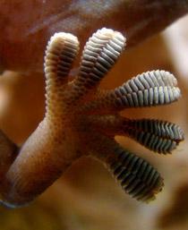 Gecko-B.jpg