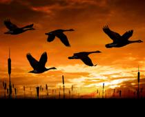 Geese-Flying-B.jpg