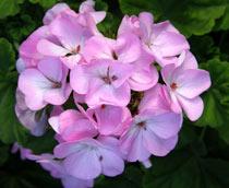 Geranium-B.jpg