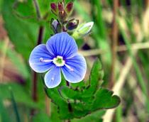 Germander-Speedwell-B.jpg
