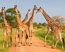 Giant-Giraffe-B.jpg