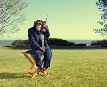 Giant-Monkey-B.jpg