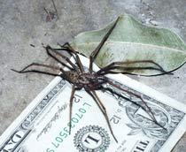 Giant-house-spider-B.jpg